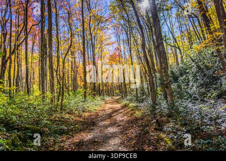 Ein Pfad durch einen Wald mit Bäumen in verschiedenen Stufen des Herbstes. Die Blätter ändern ihre Farbe und die Sonne scheint durch die Bäume Stockfoto
