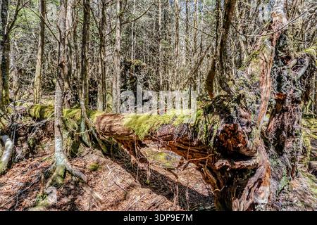 Ein großer Baumstamm sitzt auf dem Boden in einem Wald. Das Moos auf dem Stamm ist grün und braun, und der Baumstamm ist mit Moos bedeckt. Die Szene ist friedlich Stockfoto