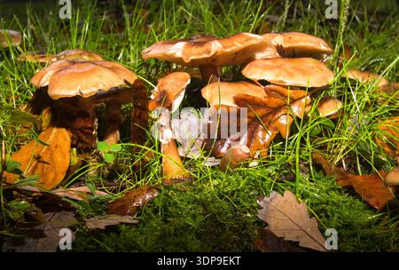 Nahaufnahme einer Pilzgruppe im Wald Stockfoto
