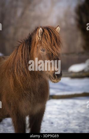 Rauchiges schwarzes Islandpferd mit dickem Winterfell im Schnee Stockfoto