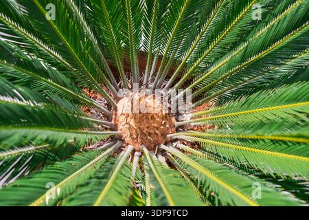 Blick von oben auf eine Palme, die ihren zentralen Stamm zeigt, umgeben von langen, fächerförmigen grünen Fronten, die nach außen strahlen. Die Struktur des Stammes ist sichtbar Stockfoto