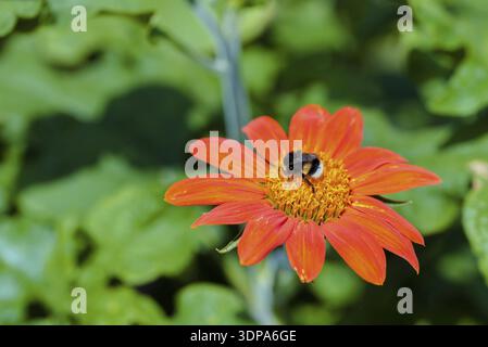 Tithonia diversifolia oder Mexikanische Sonnenblume mit bumlebee auf es Stockfoto