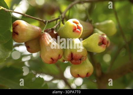 Rosenäpfel oder Chomphu auf Baum singen einen warmen Tag Stockfoto
