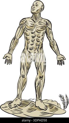Ätzgravur handgemachte Stilillustration auf der menschlichen Muskelanatomie, die ein männliches Muskelsystem von vorne auf isoliertem Hintergrund zeigt Stockfoto