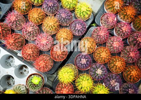 Verschiedene Arten von bunten Kakteen in Töpfen. Draufsicht . Stockfoto