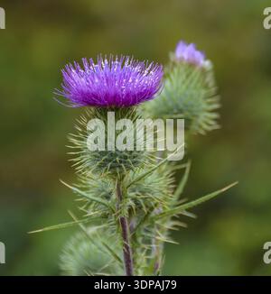 Blühende Milchstachelblume „Silybum marianum“. Auch bekannt als Heilige Thistle und Selige Thistle Stockfoto