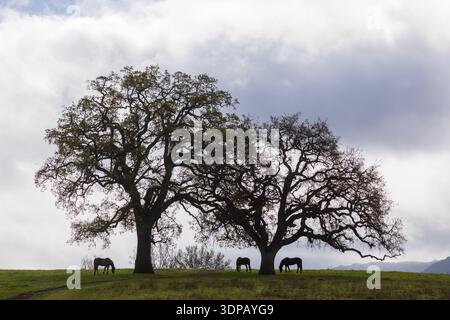 Pferde grasen ruhig unter Eichenbäumen auf dem abfallenden Grassy Hill. Byrne Preserve, Santa Clara County, Kalifornien. Stockfoto