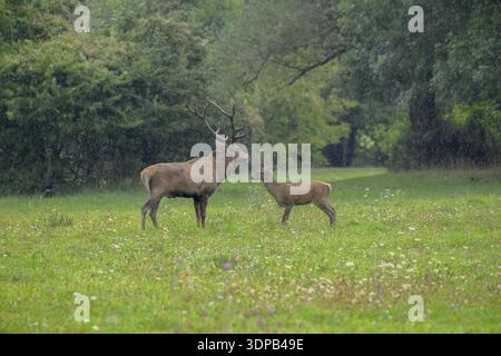 Ein Hirsch und ein Rehkitz auf einer üppigen, regnerischen Wiese mit umliegenden Bäumen, Cervus elaphus, Italien Stockfoto