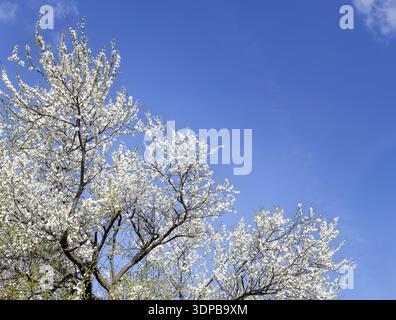 Blühender Kirschbaum am blauen Himmel im Frühling Stockfoto