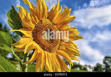 Feld blühender Sonnenblumen am blauen Himmel Stockfoto
