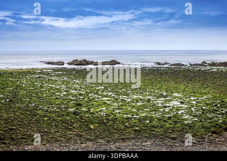 Grüne Algen bedeckten Felsbrocken am Strand der Küste Stockfoto