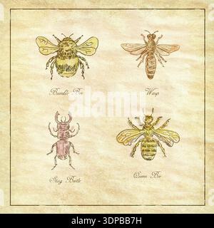 Vintage-Zeichnung Illustration einer Sammlung von Insekten wie Hummel, Wasp, Hirschkäfer und Queen Bee antikes Papier Stockfoto