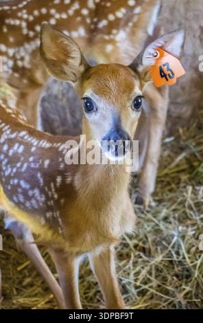 Eine coole Portraitfotos der ein süßes neugeborenes Rehkitz in Mackinac Deerland Stockfoto