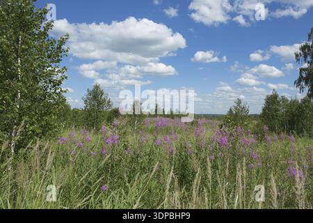 Blühendes feuerweed viele Blumen auf der Wiese Stockfoto