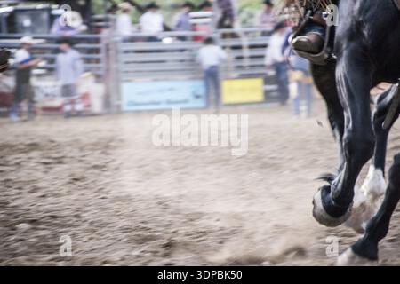 Nahaufnahme eines Pferdes, eines Reiters und eines Flugstaubs bei einem Rodeo in Montana Stockfoto
