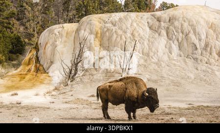 Ein großer Bullenbison steht neben dem farbenfrohen Orange Spring Mound Geysir bei Mammoth Hot Springs im Yellowstone Park Stockfoto