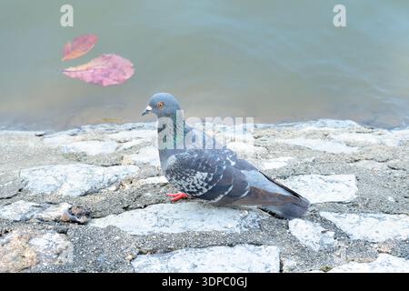 Eine wilde Taube hockt oder landet auf dem Boden in der Nähe eines Teichs und schaut sich im öffentlichen Park um. Stockfoto
