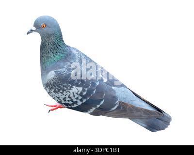 Eine wilde Taube, die steht und sich umsieht, ist isoliert auf weißem Hintergrund mit Beschneidungspfad. Stockfoto