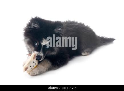 Bild eines Pomhimmels vor weißem Hintergrund Stockfoto