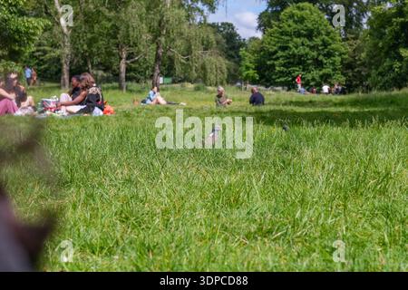 Gemeine Holztaube (Columba palumbus) auf Gras mit Picknickgängern, die sich im Hintergrund entspannen, Hyde Park, London, England, Großbritannien Stockfoto