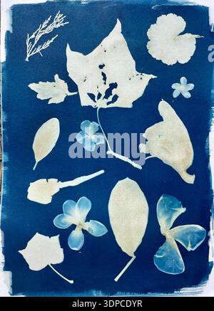 Cyanotypischer Fotodruck mit Silhouetten von Blättern und Blumen auf preußisch blauem Hintergrund Stockfoto