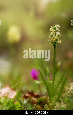 Wilde Blumen im Frühling, Dactylorhiza insularis wilde Orchidee mit blassgelben Blütenstämmen und grünen Blättern auf orange braunem Unschärfungshintergrund, Bolotana, O Stockfoto