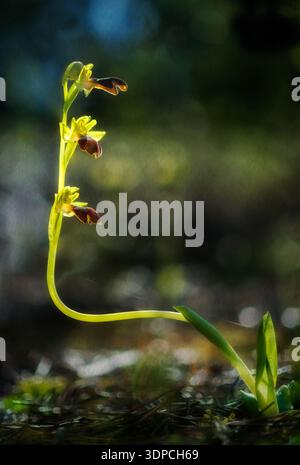 Orchid Rainbow Bee Orchid (Ophrys iricolor) Nahaufnahme. Sassari, Platamona, Sardinien, italien. Italia. Stockfoto