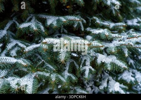 Schnee bedeckt die grünen Zweige immergrüner Bäume. Die Szene zeigt einen kalten Wintertag mit weißem Frost an den Blättern. Stockfoto