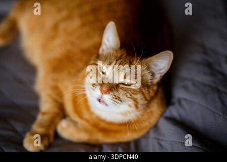 Schließen Sie die schöne verschlafene, fette orange Katze am Nachmittag auf dem Boden im Zimmer. ginger Kätzchen schlafen und entspannen Sie sich zu Hause Stockfoto