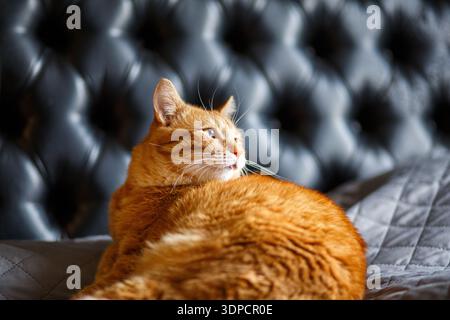 Porträt der verspielten Ingwerkatze, die die Paw aufhebt und auf schwarzem Hintergrund schaut Stockfoto