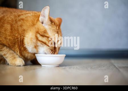 Wunderschöne reinrassige Ingwerkatze, die neben einer weißen Schüssel sitzt, auf dem Boden neben dem Küchenraum steht und morgens isst. Stockfoto