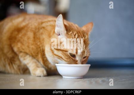 Wunderschöne reinrassige Ingwerkatze, die neben einer weißen Schüssel sitzt, auf dem Boden neben dem Küchenraum steht und morgens isst. Stockfoto