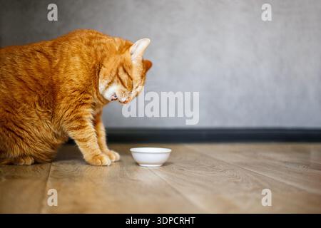 Wunderschöne reinrassige Ingwerkatze, die neben einer weißen Schüssel sitzt, auf dem Boden neben dem Küchenraum steht und morgens isst. Stockfoto