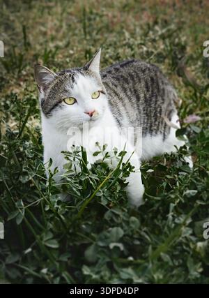 Weiße und graue Hauskatze mit hellgelben Augen inmitten grüner Pflanzen im Freien. Eine natürliche Atmosphäre der Ruhe und Harmonie mit der Natur Stockfoto