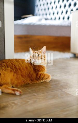 Entzückende, fette Ingwer Hauskatze entspannen auf Holzboden. Orange Kätzchen schlafen und glücklich Stockfoto