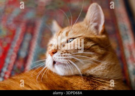 Nahaufnahme orangefarbener Kätzchen-Schnurrbart. Eine Ingwerkatze liegt auf dem Boden und schläft mit geschlossenen Augen und zieht die Vorderpfoten heraus. Stockfoto