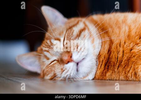 Nahaufnahme orangefarbener Kätzchen-Schnurrbart. Eine Ingwerkatze liegt auf dem Boden und schläft mit geschlossenen Augen und zieht die Vorderpfoten heraus. Stockfoto