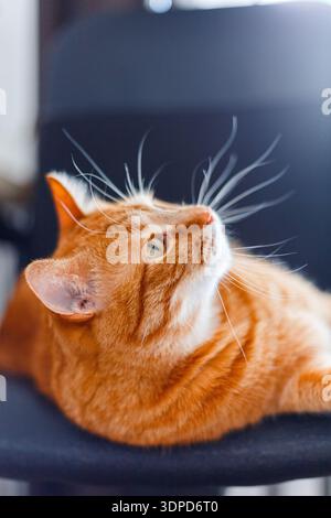 Schöne flauschige rote Katze mit langem Schnurrbart sitzt auf schwarzem Hintergrund. Große, schöne Katze mit langen Haaren im Profil. Haustier, süßes Tier Stockfoto