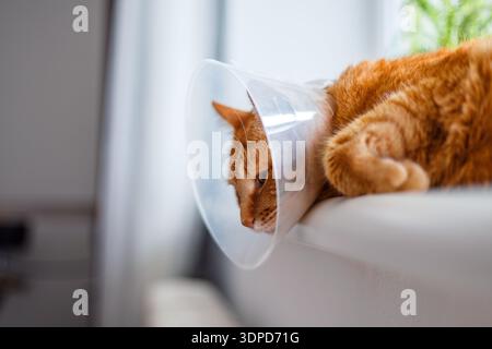 Kranke, orangene Katze im Zimmer mit elisabethanischem Plastikkragen oder Kegelkragen verhindert, dass er sich das Auge kratzt, niedliche Katze trägt einen schützenden Plastikkragen c Stockfoto