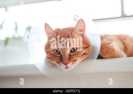 Das Gesicht eines orangen Tabby wird behandelt, trägt einen elisabethanischen Kragen am Hals auf weißem Hintergrund. Ingwerkatze entspannen nach der Operation Stockfoto