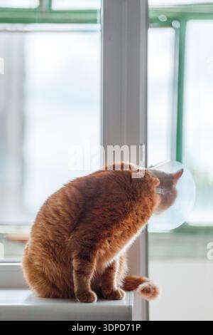 Porträt einer rot gestreiften Katze mit elisabethanischem Kragen auf der Fensterbank nach Kastration, Nahaufnahme Stockfoto
