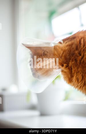 Porträt einer rot gestreiften Katze mit elisabethanischem Kragen auf der Fensterbank nach Kastration, Nahaufnahme Stockfoto