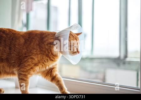 Porträt einer rot gestreiften Katze mit elisabethanischem Kragen auf der Fensterbank nach Kastration, Nahaufnahme Stockfoto
