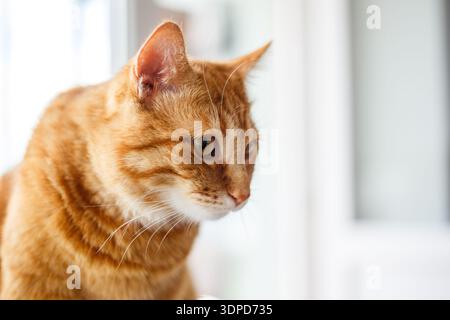 Niedliche Ingwer-Tabby-Katze, die auf der Fensterbank liegt Stockfoto