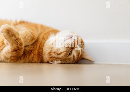 Fette Ingwerkatze liegt auf weißem Hintergrund. Rote Katze entspannen und schlafen. Katze für Lebensmittelwerbung. Stockfoto