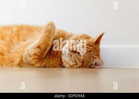 Fette Ingwerkatze liegt auf weißem Hintergrund. Rote Katze entspannen und schlafen. Katze für Lebensmittelwerbung. Stockfoto