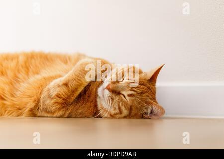 Entzückendes Ingwerkätzchen, gerade auf dem Boden liegend, Blick von oben, auf weißem Hintergrund. Flach liegend fette Katze gut essen und entspannen auf Holzboden in h Stockfoto