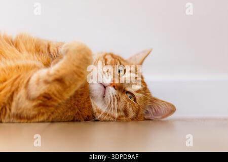 Schließen Sie die schöne verschlafene, fette orange Katze am Nachmittag auf dem Boden im Zimmer. ginger Kätzchen schlafen und entspannen Sie sich zu Hause Stockfoto