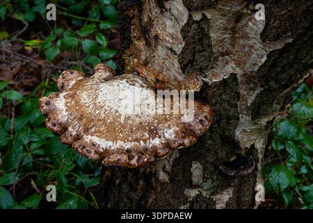 Großer brauner und weißer Klammerpilz, der an der Seite eines strukturierten Baumstamms in einem feuchten Wald wächst Stockfoto