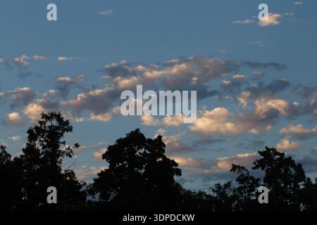 Bäume in Silhouetten vor einem leicht bewölkten Abendhimmel. Kanagawa, Japan. Stockfoto